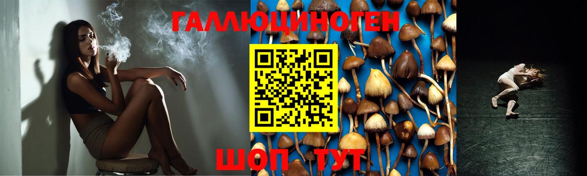 Донской  Псилоцибиновые грибы Psilocybine cubensis  Вход с VPN 